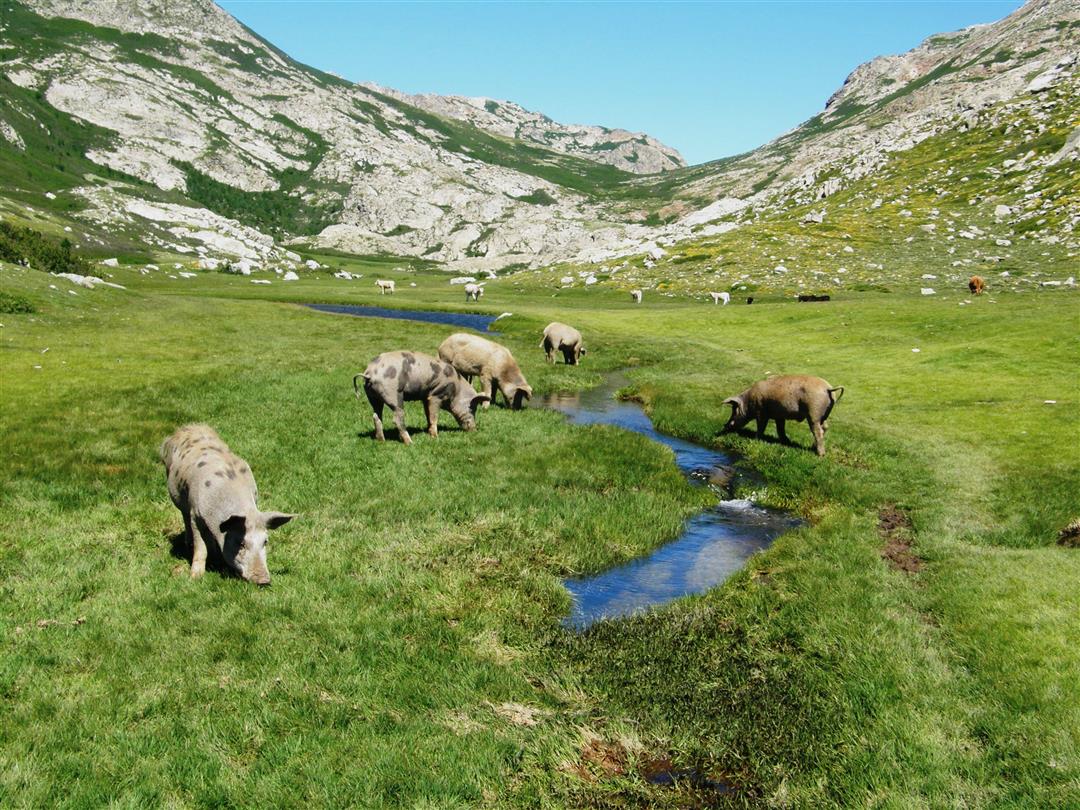 Tourisme et decouverte de la faune Corse - Domaine de Bagheera, naturisme corse