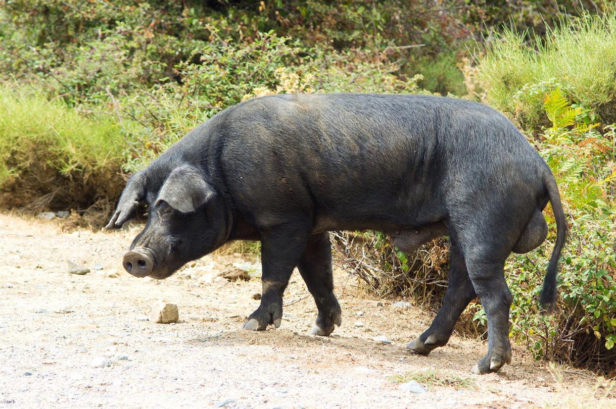 Camping naturiste Corse - cochon corse