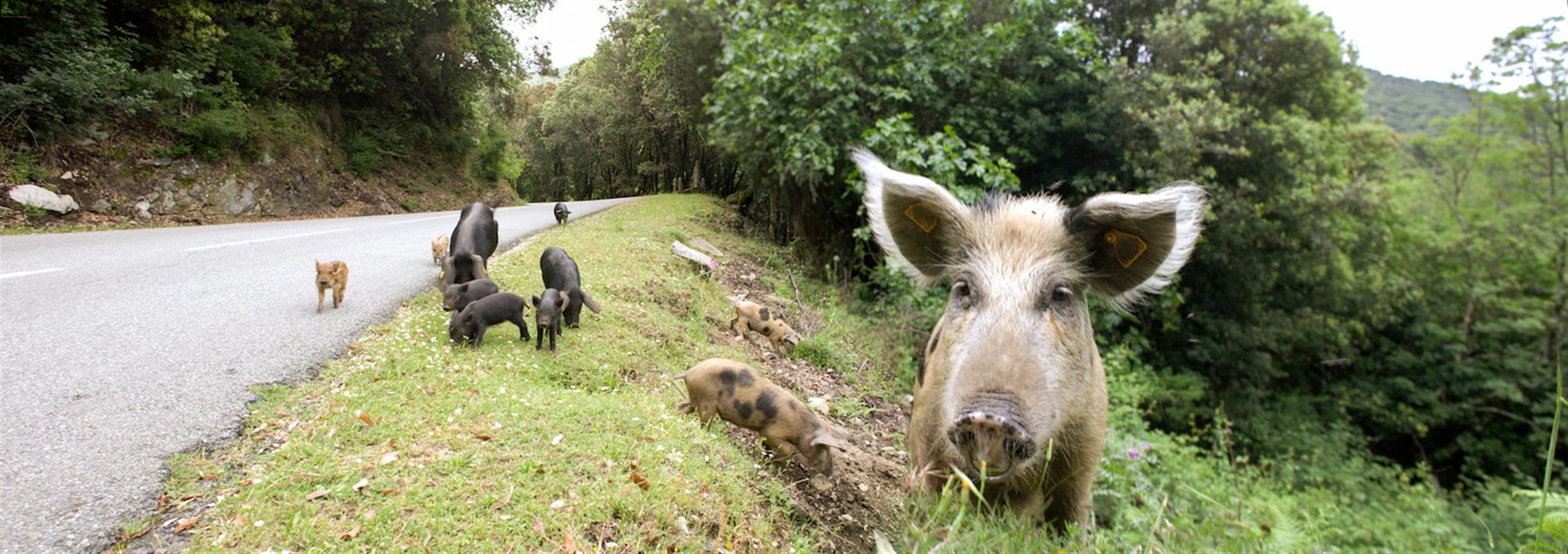 Faune Corse - Domaine de Bagheera, camping naturiste haute corse