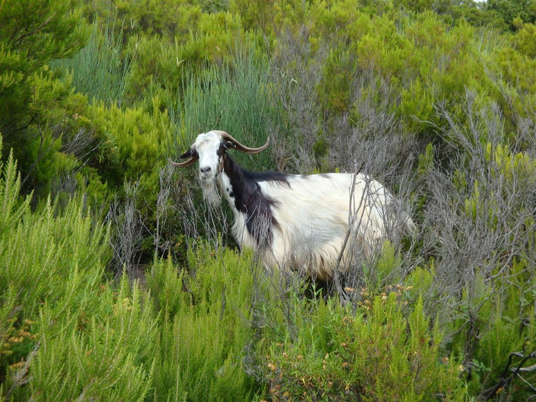 Faune Corse, chèvres - Domaine de Bagheera, camping naturiste bord de mer 