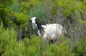 Faune Corse, chèvres - Domaine de Bagheera, camping naturiste bord de mer 