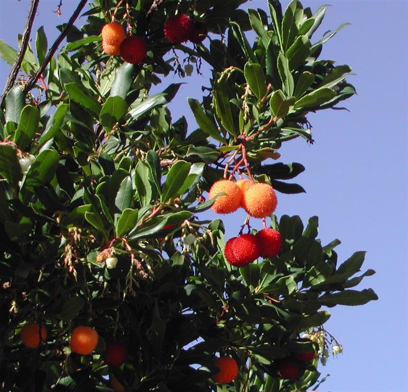 Arbouses en Corse - Domaine de Bagheera - camping naturiste corse