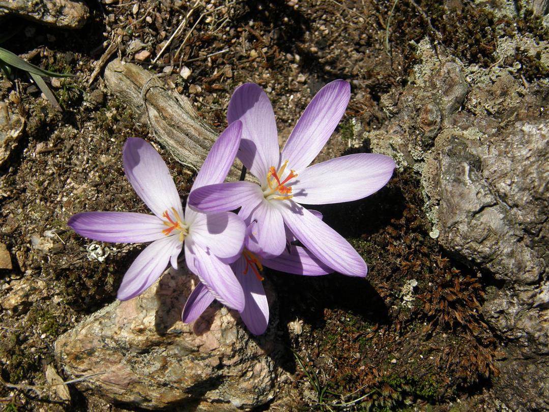 Crocus - Domaine de Bagheera - camping naturiste corse bord de mer 