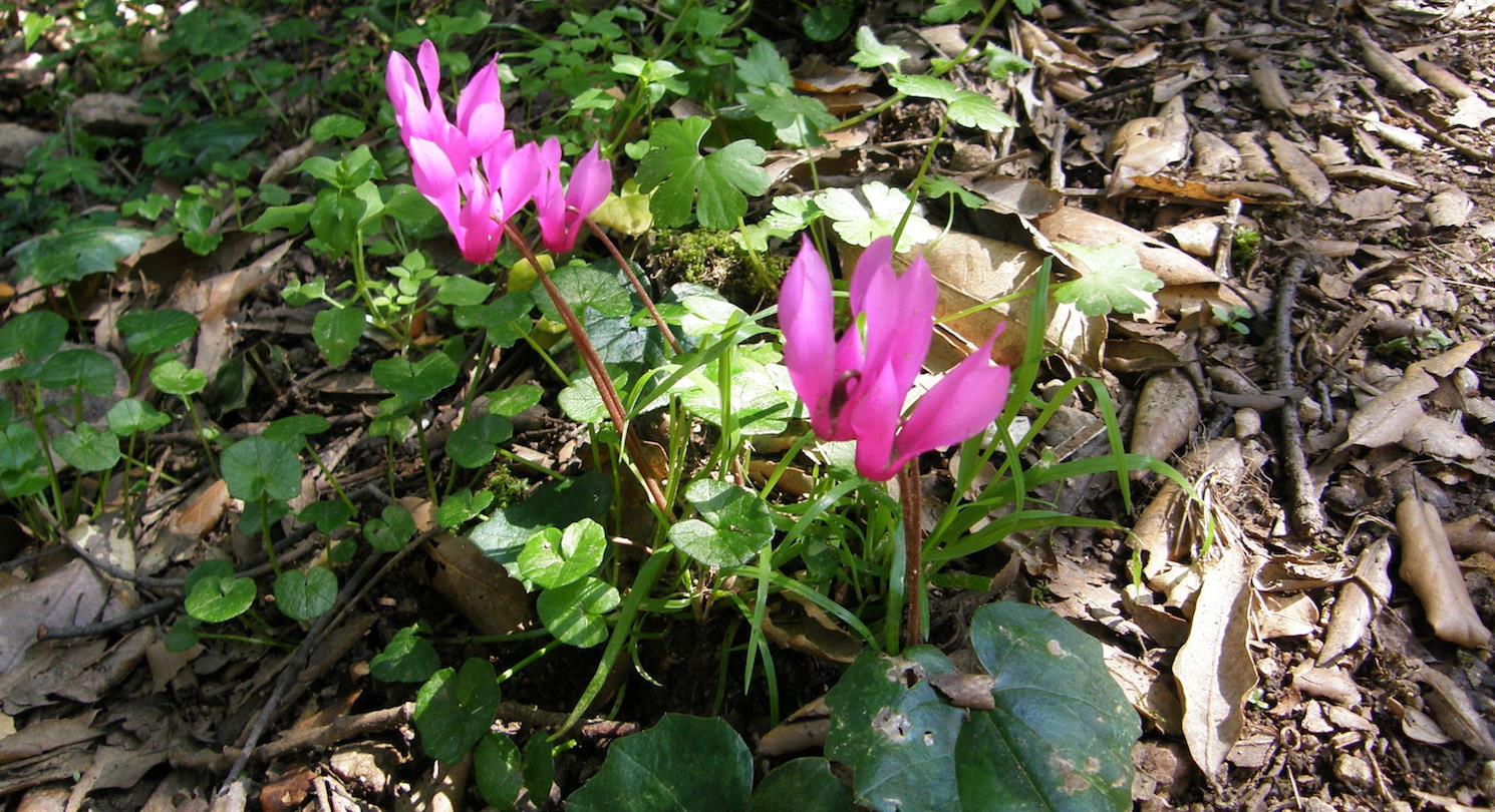 Cyclamens sauvages - Domaine de Bagheera - camping naturiste corse vue mer 