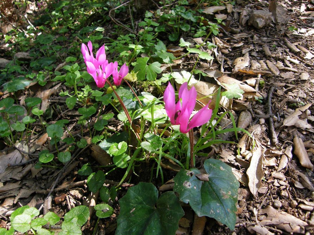 Cyclamens sauvages - Domaine de Bagheera - camping naturiste corse vue mer 