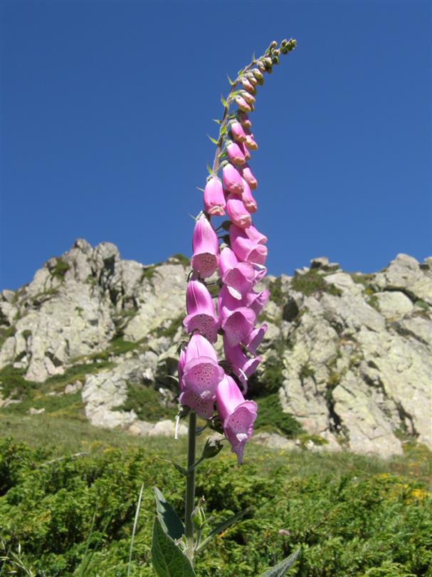 Digitale - Domaine de Bagheera - camping naturiste corse 