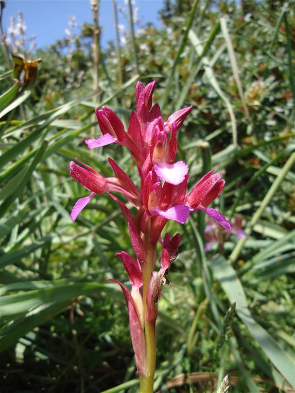 Orchidee Sauvage - Domaine de Bagheera - camping naturiste corse