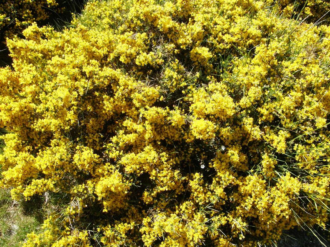 Mimosas  - Domaine de Bagheera - camping naturiste corse bord de mer 