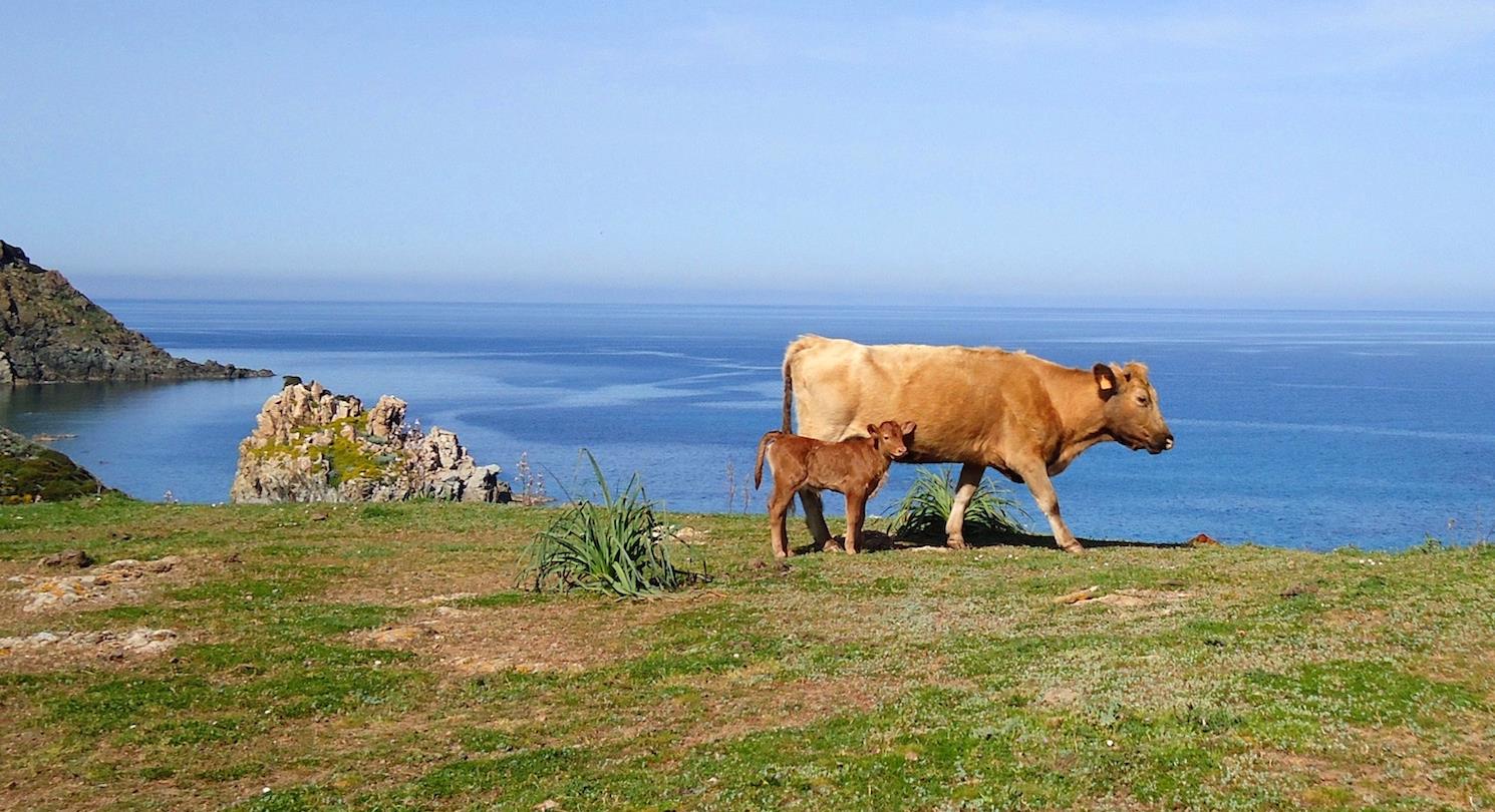 Camping naturiste Corse - vache corse