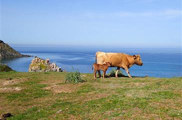 Camping naturiste Corse - vache corse