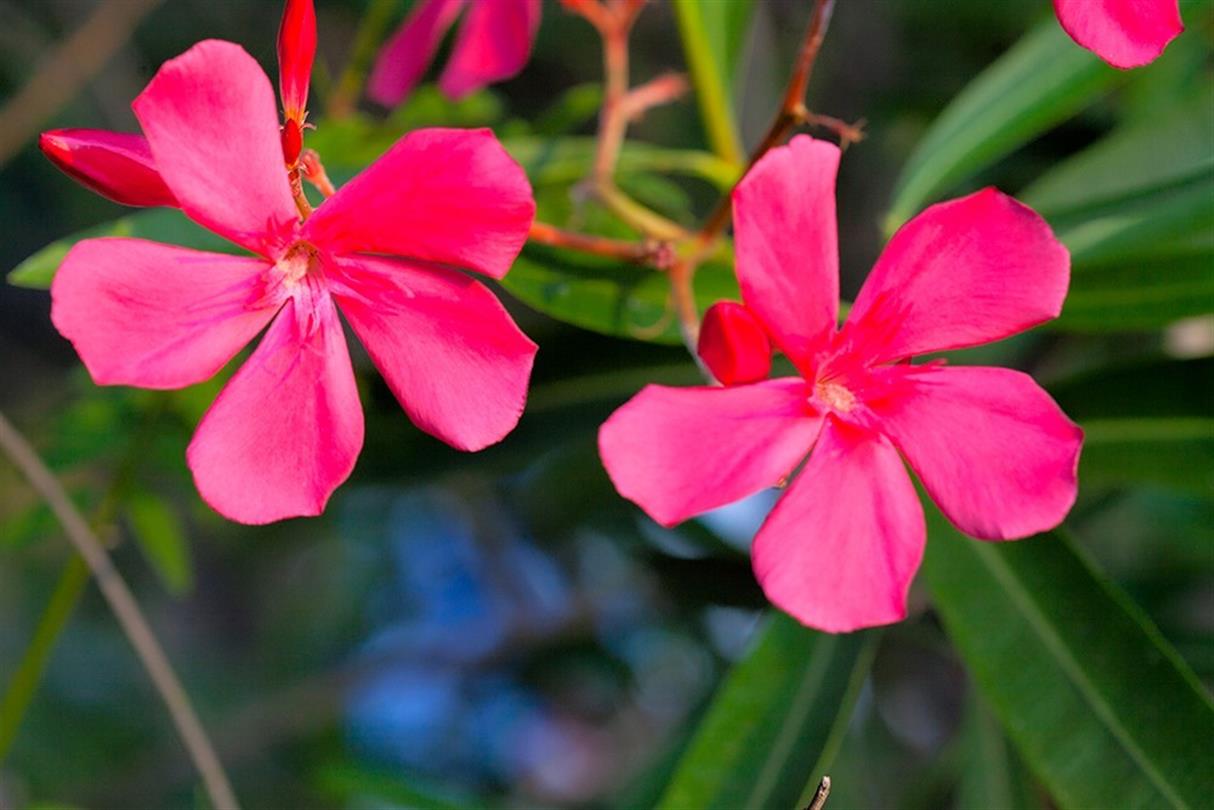 Laurier, flore du camping naturiste Corse - Domaine de Bagheera