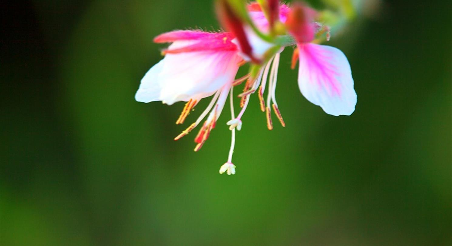 Fushia, flore du camping naturiste Corse - Domaine de Bagheera