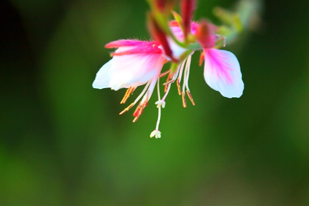 Fushia, flore du camping naturiste Corse - Domaine de Bagheera
