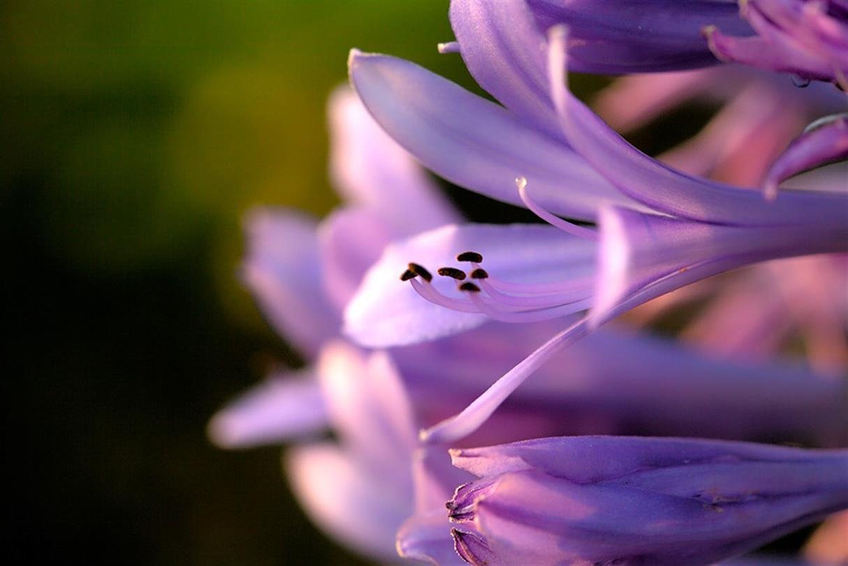 Crocus, flore du camping naturiste Corse - Domaine de Bagheera bord de mer 