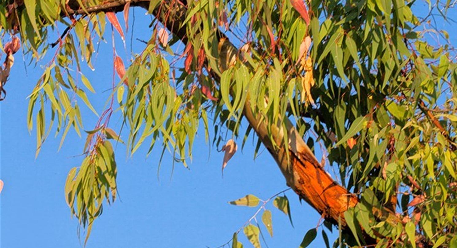 Eucalyptus, flore du camping naturiste Corse - Domaine de Bagheera