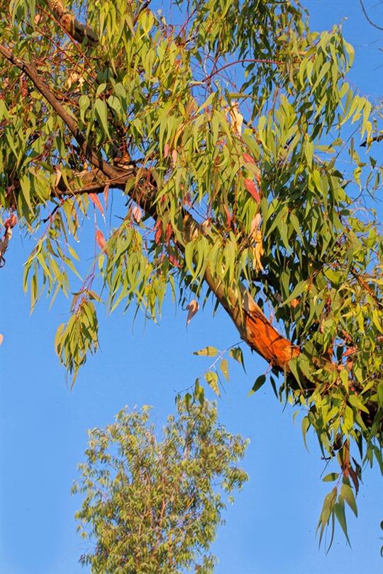 Eucalyptus, flore du camping naturiste Corse - Domaine de Bagheera