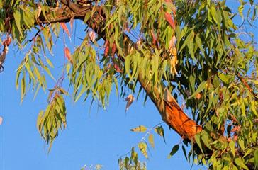 Eucalyptus, flore du camping naturiste Corse - Domaine de Bagheera