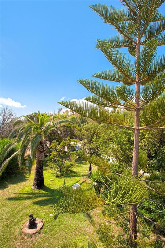 Palmiers, flore du camping naturiste Corse - Domaine de Bagheera
