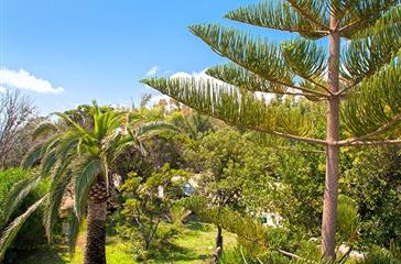 Palmiers, flore du camping naturiste Corse - Domaine de Bagheera
