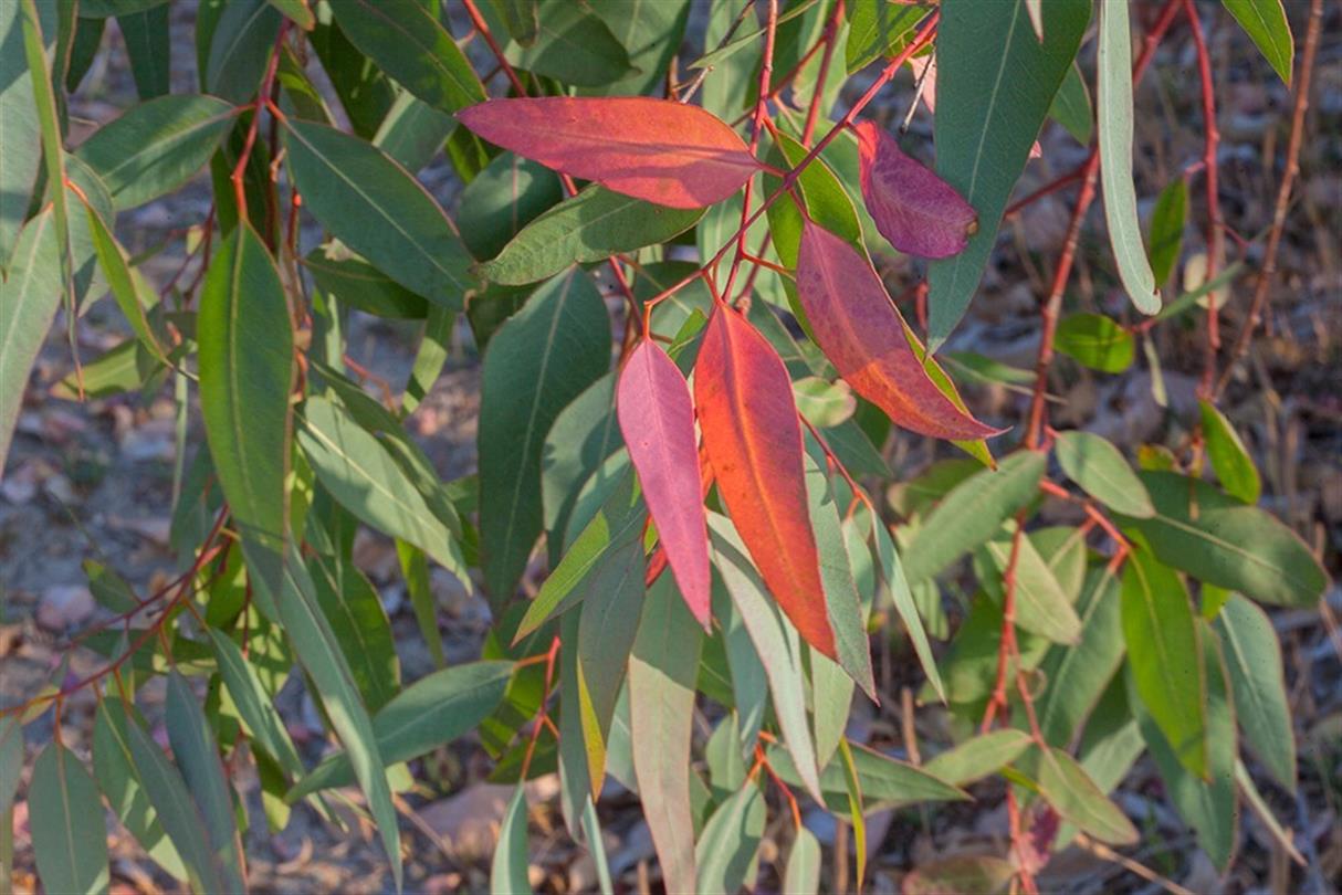 Eucalyptus, flore du camping naturiste Corse - Domaine de Bagheera, bord de mer 4 étoiles