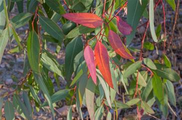 Eucalyptus, flore du camping naturiste Corse - Domaine de Bagheera, bord de mer 4 étoiles