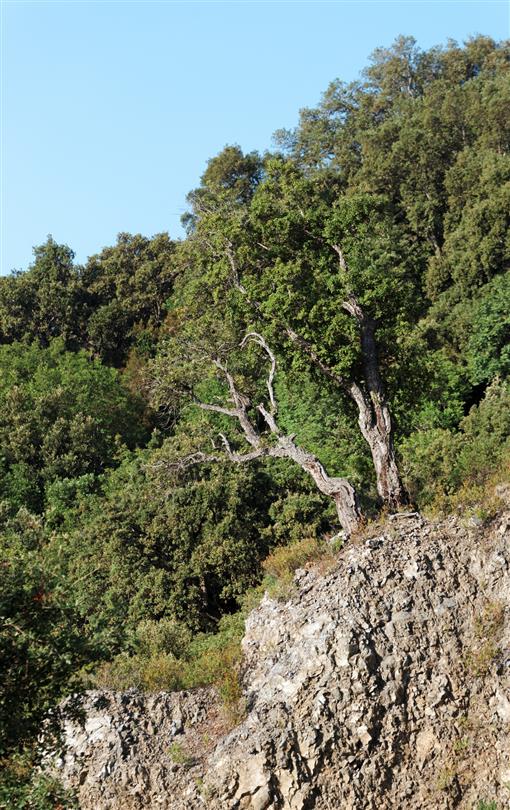 Vegetation corse - Domaine de Bagheera, camping naturiste Corse