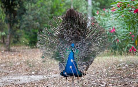 Paons - Camping naturiste Corse 