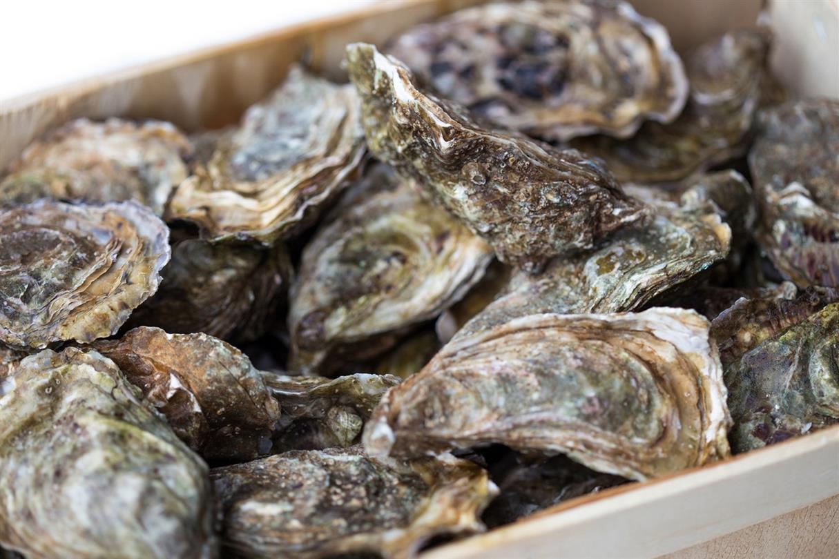 Huitres, fruits de mer et coquillages Corse - Camping naturiste Corse 4 etoiles Bagheera
