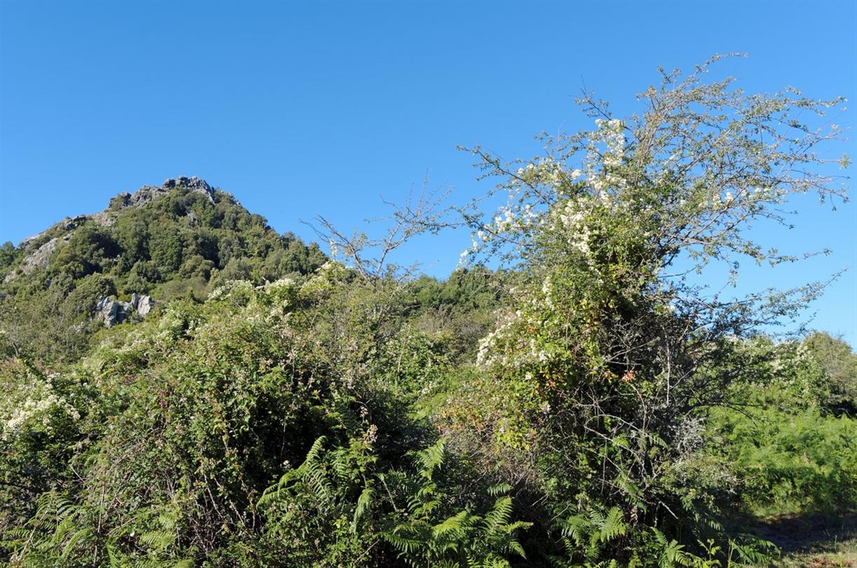 Montagnes et maquis de Costa Verde en Haute Corse - Domaine de Bagheera