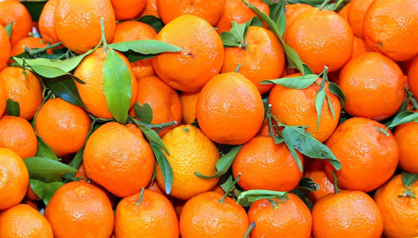 Clementines Corse - Domaine de Bagheera, camping naturiste Corse 4 étoiles