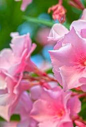 Laurier rose en fleur