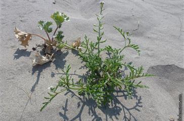 Vegetation dans le sable